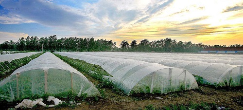 沒出倉庫就發(fā)黃，塑料吹膜如何選擇熒光增白劑？